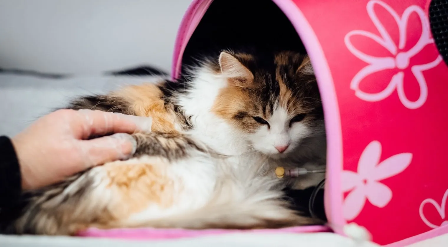 Pet Therapy, Pelihara Hewan untuk Bantu Meningkatkan Kesehatan Mental dan Fisik