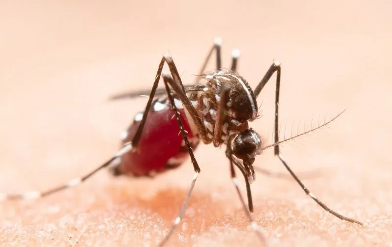 3 Cara Penularan Demam Berdarah Dengue