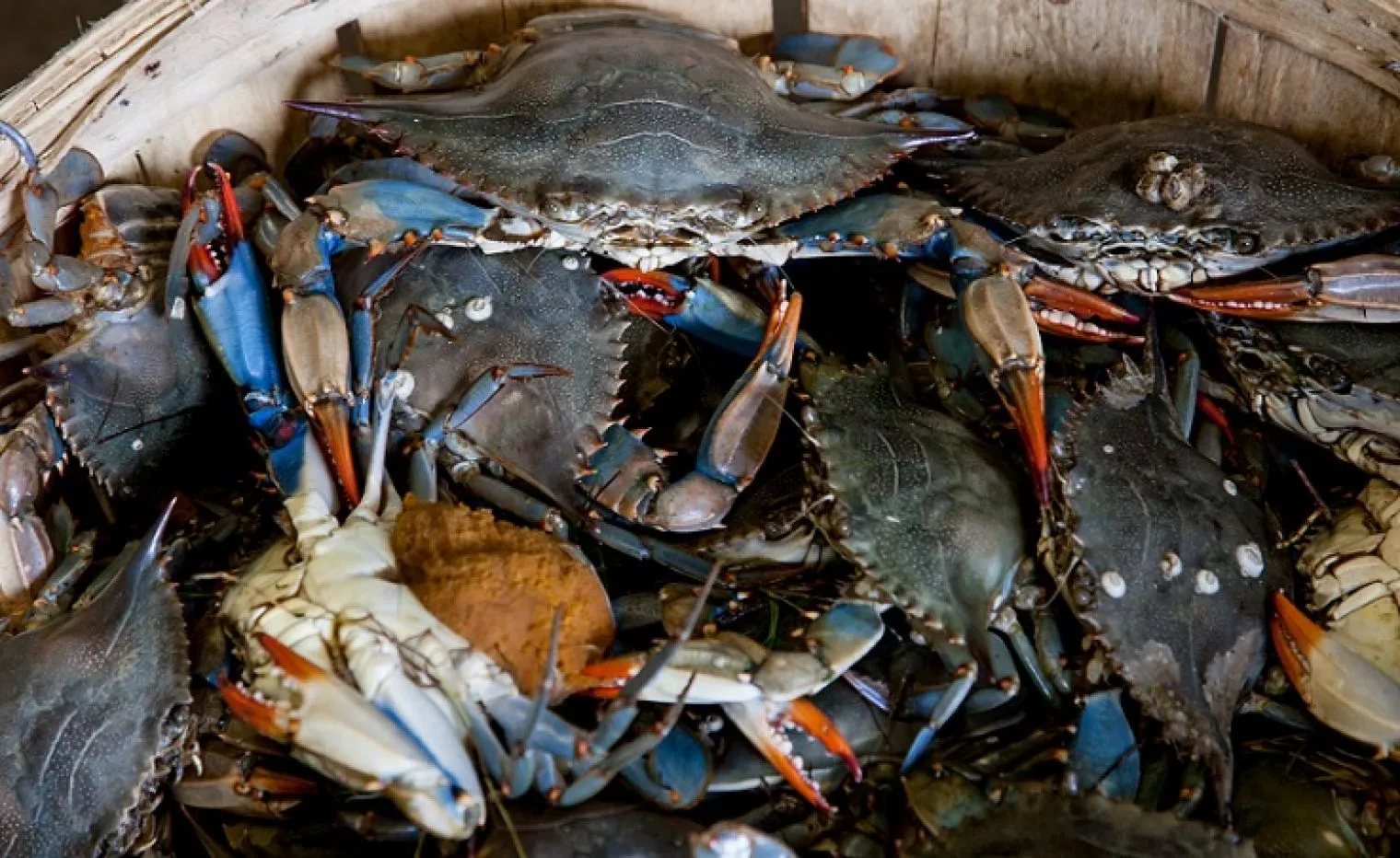 Crab Mentality: Menjatuhkan Orang Lain yang Dianggap Punya Pencapaian Lebih