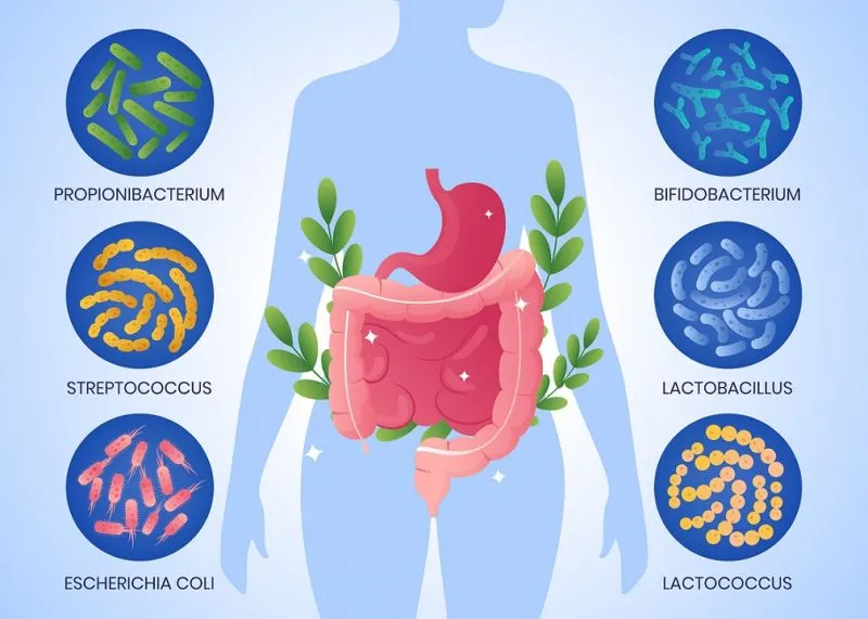 Mikrobioma Usus: Apa Pentingnya untuk Kesehatan?