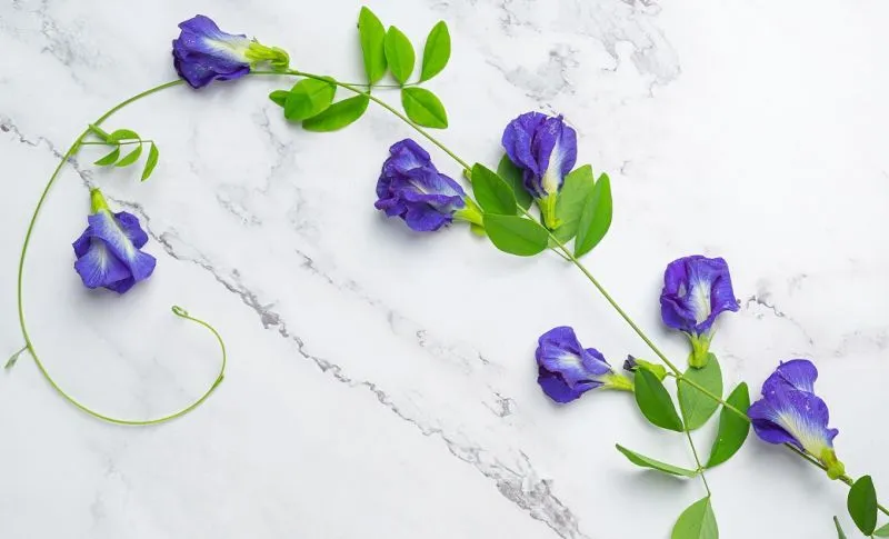 4 Potensi Khasiat Bunga Telang: Tidak Sekedar Pemberi Warna