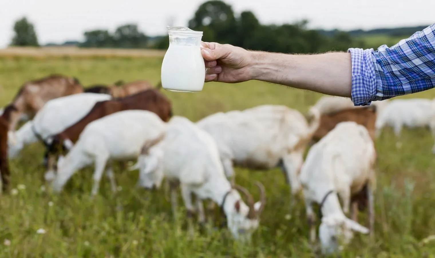 Lebih Bagus Susu Kambing atau Susu Sapi?