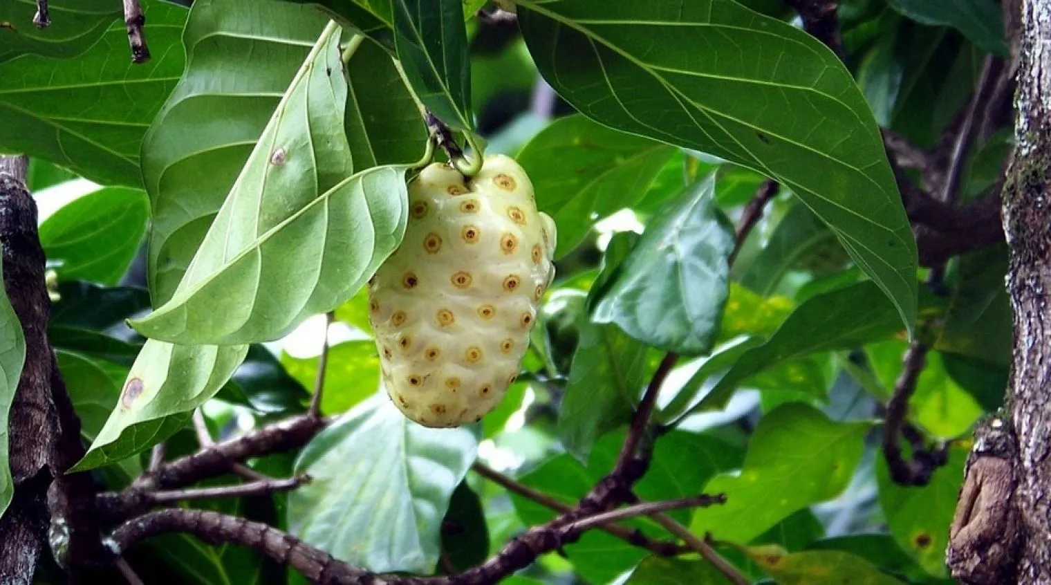 Jus Mengkudu, si Pahit yang Punya Segudang Manfaat